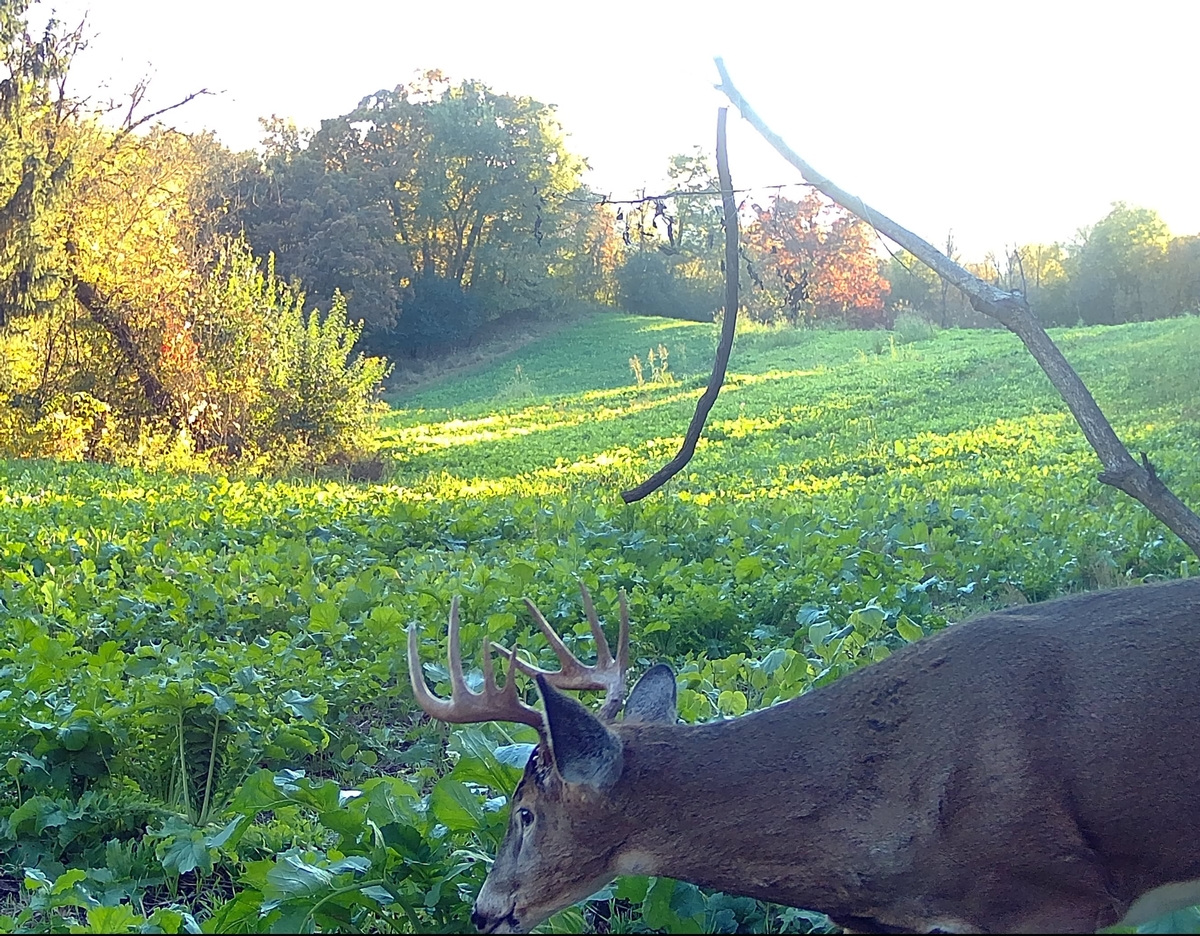What are you getting when you work with Driftless Deer Habitat by Design? What are you getting when you work with Driftless Deer Habitat by Design?