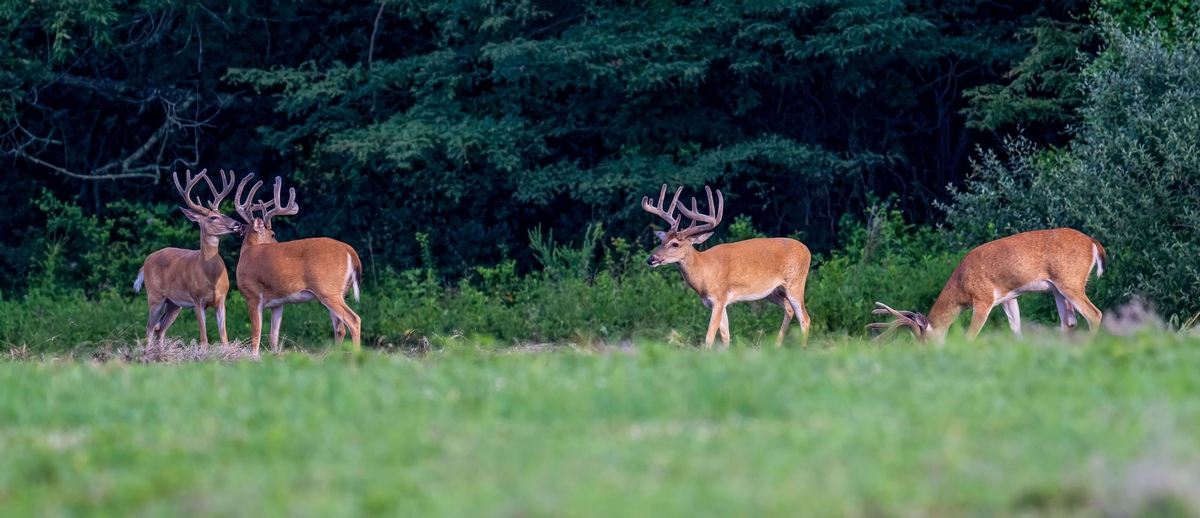 What are you getting when you work with Driftless Deer Habitat by Design? What are you getting when you work with Driftless Deer Habitat by Design?